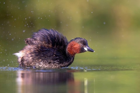 Little Grebe (Tachybaptus ruficollis), North Rhine-Westphalia, Germany