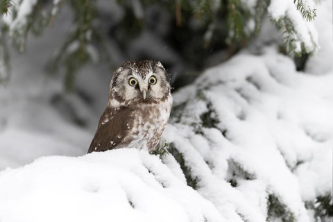 Long-eared owl (Asio otus) in a winter forest, Czech Republic