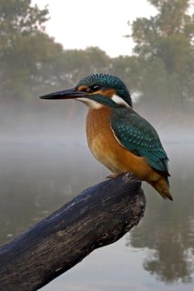 Common Kingfisher (Alcedo atthis) juvenile, Saxony-Anhalt, Germany