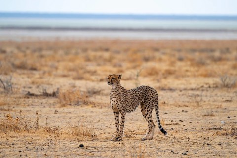 Cheetah (Acinonyx jubatus) runs in dry savanna, Etosha National Park, Namibia