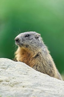 Alpine marmot (Marmota marmota), sitting on rocks, Switzerland