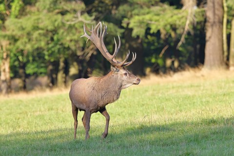 Red deer (Cervus elaphus) in rutting season, capital stag running across a forest clearing,