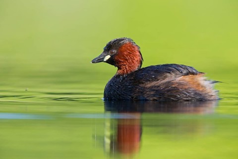 Little grebe, (Tachybaptus ruficollis), Podiceps ruficollis, animals, birds, grebe family, swimming