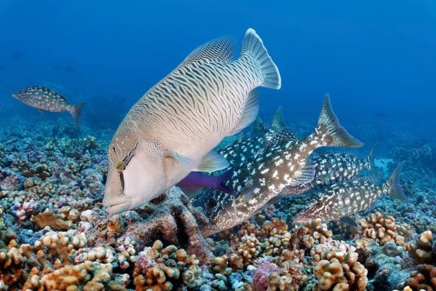 Napoleon wrasse (Cheilinus undulatus), half-grown, associated with large-headed snapper (Lethrinus