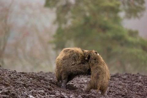Two wild boars or wild pigs (Sus scrofa) fight in a clearing on a foggy day