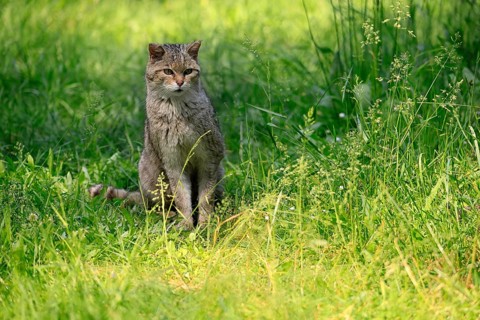 European wildcat (Felis silvestris), adult, meadow, sitting, foraging, alert, Germany