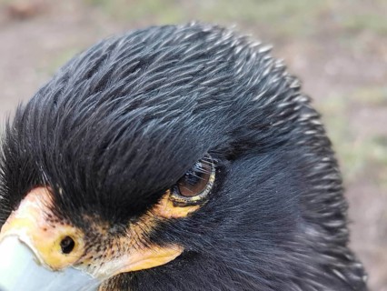 Extreme close-up of the head of a black Falkland caracara (phalcoboenus australis) in captivity,