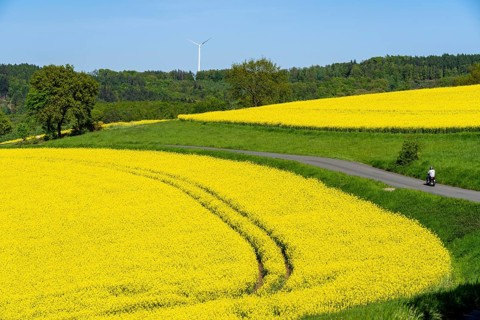 Motorbike on a small country road through rapeseed fields in full bloom, spring in Elfringhauser