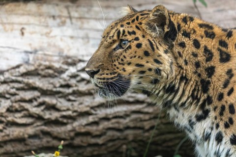 One Amur leopard (Panthera pardus orientalis) walking through green vegetation