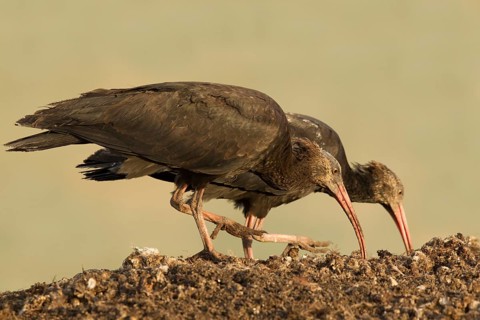 Northern Bald Ibis (Geronticus eremita) juvenile foraging, Morocco