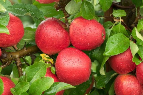 Apple (Malus domestica 'Pinova'), Cambridge Botanical Garden, Germany