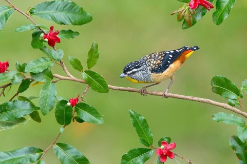 Spotted Pardalote (Pardalotus punctatus xanthopyge) male, Victoria, Australia