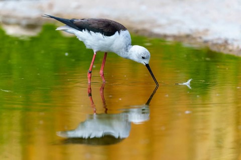 A bird in the water examining a feather as its reflection appears, Stilt (Himantopus himantopus),