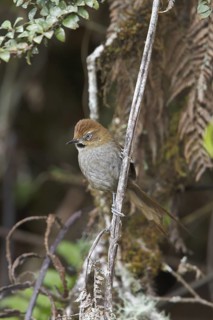 Black-throated Thistletail (Schizoeaca harterti) perched on a branch in Bolivia, South America