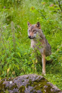A Eurasian gray wolf (Canis lupus lupus) sits on a small hill in green vegetation, watches his