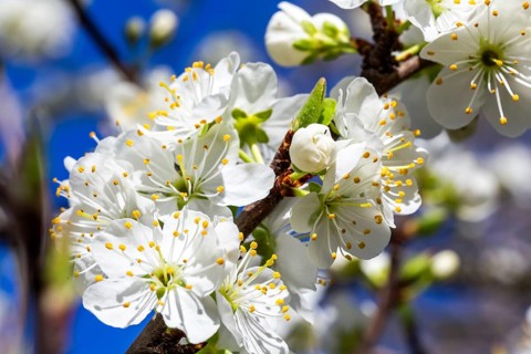 Flowering plum tree in the kitchen garden