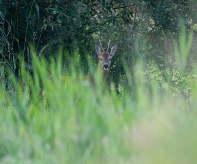 Roe deer (Capreolus capreolus), roebuck standing at the edge of a forest in a high meadow,