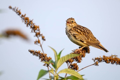 Heidelerche (Lullula arborea), Woodlark, singendes Maennchen, morgens, Mai, Oberhausen, Ruhrgebiet,