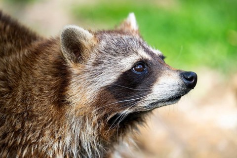 Common raccoon (Procyon lotor), portrait, Bavaria, Germany