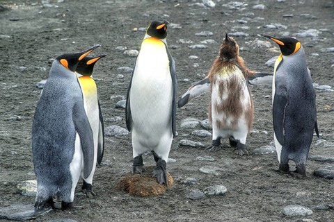Animals, Mammals, Penguin, Penguins, King Penguins, Gold Harbour, South Georgia, Antarcis