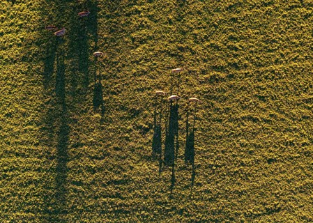 Drone shot, from above, Dama Dama, fallow deer group casting long shadows on a meadow, Mondseeland,