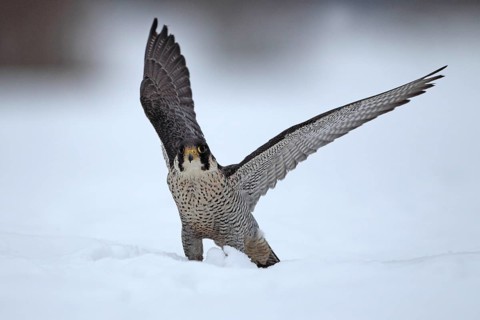 Peregrine Falcon (Falco peregrinus) male, Baden-Wuerttemberg, Germany