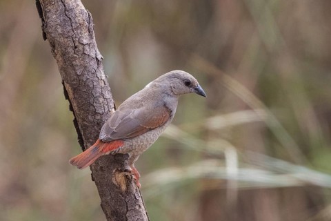 Red-winged Pytilia (Pytilia phoenicoptera) juvenile perched on a branch, Gambia