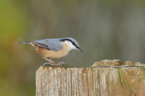Eurasian nuthatch (Sitta europaea), sitting on a tree stump, Wilden, North Rhine-Westphalia,