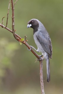 Black-faced Tanager (Schistochlamys melanopis) perched on a branch in Bolivia, South America