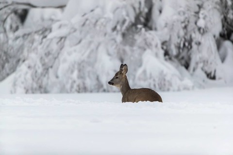 One young male Roe Deer, Roe buck (Capreolus capreolus), running through deep snow. Trees in the