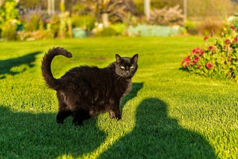 A black cat stands on a vibrant green lawn in an Australian garden. Shadow of a person creates an