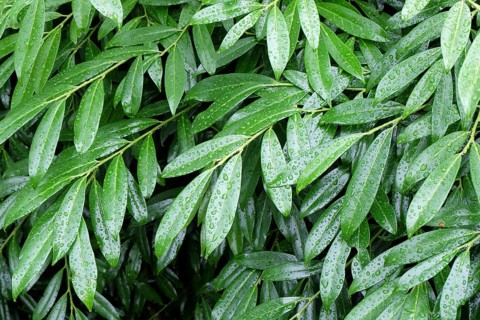 Laurel cherry (Prunus laurocerasus 'Zabeliana'), Germany