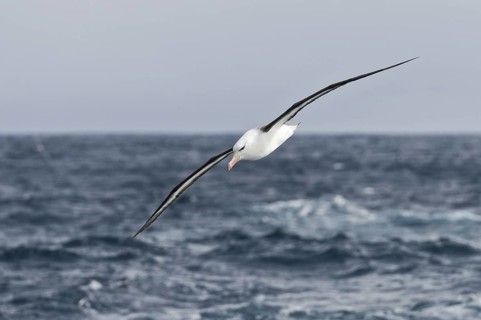 Black-browed Albatross (Thalassarche melanophris) flying, Antarctica