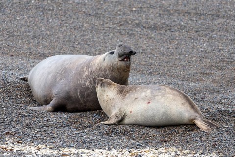 Southern elephant seal (Mirounga leonina), male and female lying on the pebble beach, male with