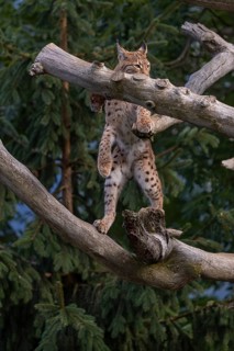 One Eurasian lynx, (Lynx lynx), climbing up a dead tree. Frontal view with green vegetation in the