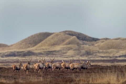 A herd of red deer (Cervus elaphus) moves through a dune landscape, shedding season, antler