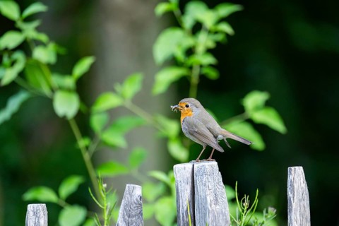European robin (Erithacus rubecula) sitting on a fence, Bavaria, Germany
