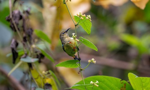 Olive-bellied Sunbird (Cinnyris chloropygius) sitting on a branch between flowers, Mgahinga Gorilla