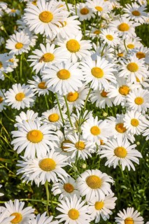 Recklinghausen, North Rhine-Westphalia, Germany - Daisies blooming in a summer meadow