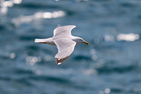 A gull hovers in the sky over the sea with wavy water, Herring Gull (Larus argentatus), Seahouses,