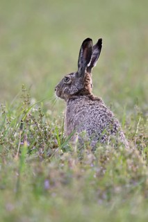 European hare (Lepus europaeus), sitting in meadow, Lake Neusiedl National Park, Seewinkel,