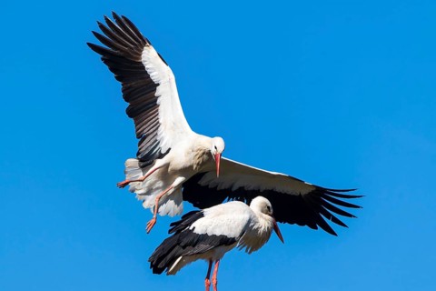 A stork flies towards another one waiting on a nest, white stork (Ciconia ciconia), wildlife,