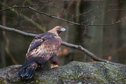 Golden eagle on a tree (Aquila chrysaetos) Bavaria, Germany