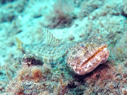 Atlantic lizardfish (Synodus saurus)