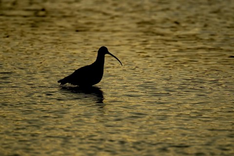 Eurasian curlew (Numenius arquata) adult wading bird in water of a lagoon silhouette at sunset,