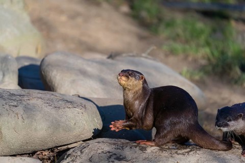 One oriental small-clawed otter or Asian small-clawed otter (Aonyx cinerea), rests on a rock