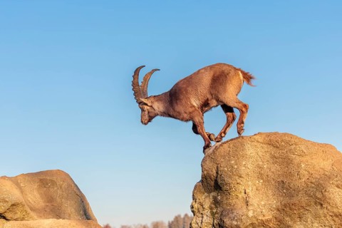 A male ibex (Capra ibex) leaps from rock to rock in the warm evening light. A blue sky can be seen