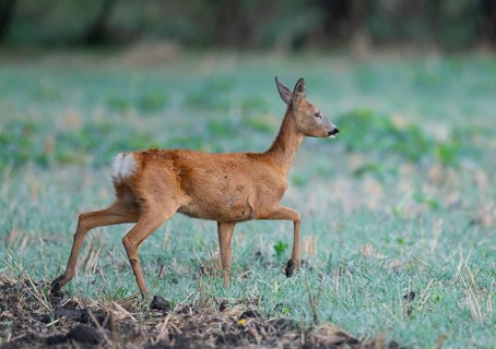 Roe deer (Capreolus capreolus), doe running across a field, wildlife, Thuringia, Germany