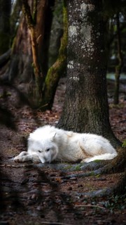 A majestic Arctic wolf, distinguished by its pure white fur, lies peacefully in a lush forest,