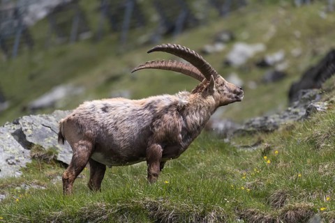 One adult ibex (Capra ibex) standing between rocks on 2500 m sea level in the Hohe Tauern National